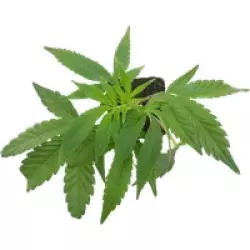 Banana Kush Cake Feminisierte Cannabispflanzen, 1 Steckling