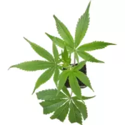 Honey Melon Kush Feminisierte Cannabispflanzen, 1 Steckling