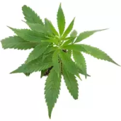 Double Kush Cake Feminisierte Cannabis-Pflanzen, 1 Steckling