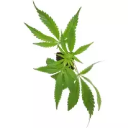 Screwdriver OG Feminisierte Cannabispflanzen, 1 Steckling