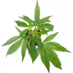 Chocolate Rainbow XXL Feminisiert Cannabispflanzen, 1 Steckling