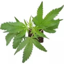 Blue Skunk Feminisierte Cannabispflanzen, 1 Steckling