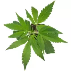 Sunset Peach Feminisierte Cannabispflanzen, 1 Steckling