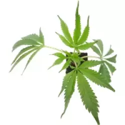 Sweet Berry Breeze Feminisierte Cannabispflanzen von White Label, 1 Steckling
