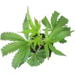 Cereal Milk Feminisierte Cannabis-Pflanzen, 1 Steckling