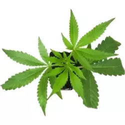 GovernMint Oasis Feminisierte Cannabis-Pflanzen, 1 Steckling