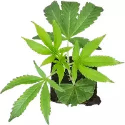 RS-11 Feminisierte Cannabis-Pflanzen, 1 Steckling