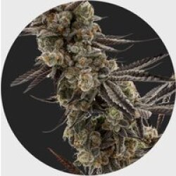 Cali Genetics GMO Rootbeer 33% THC 🌱 fast flowering