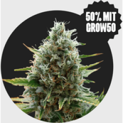 Cali Genetics Papaya 27% THC 🌱 fast flowering