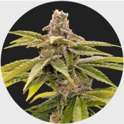 Cali Genetics Strawberry Guava 33% THC 🌱 fast flowering