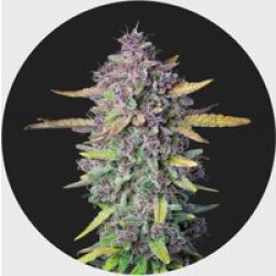 Cali Genetics Purple Milkshake 32,6% THC 🌱