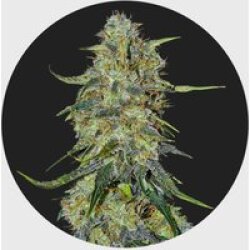 Amsterdams Finest Northern Lights 22% THC 🌱 auto flowering