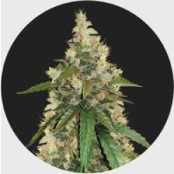 Amsterdams Finest Super Skunk 22% THC 🌱 auto flowering