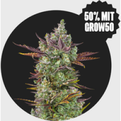 Cali Genetics Gorilla Glue #4 25% THC 🌱 full season