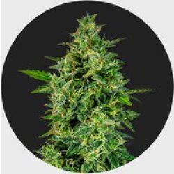 Cali Genetics OG Kush 23% THC 🌱 full season