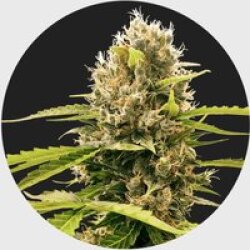 Legendary Cali Genetics Seeds Cream Mandarine 18% THC 🌱 auto flowering