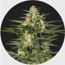 Cali Genetics Gelato #41 25% THC 🌱 full season