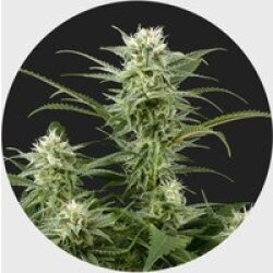 Amsterdams Finest Amnesia Haze 22% THC 🌱 full season