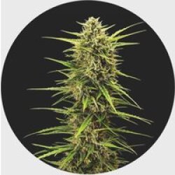 Legendary Cali Genetics Seeds Rainbow Apples 25% THC 🌱 full season