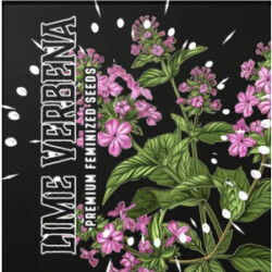 Lime Verbena Doja Seeds Fem 3er Pack