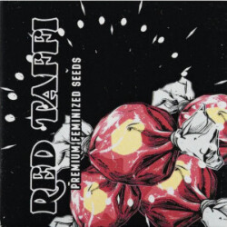 Red Taffi Doja Seeds Fem 3er Pack