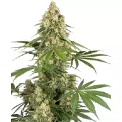 Sticky Orange XXL Feminisierte Hanfsamen, 3 Samen