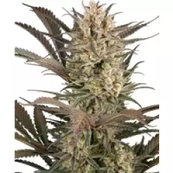 Sour Jam Automatic Hanfsamen, 3 Samen