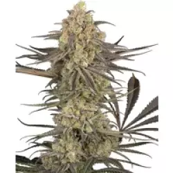 Rhonda’s Wrath Automatic Hanfsamen, 3 Samen