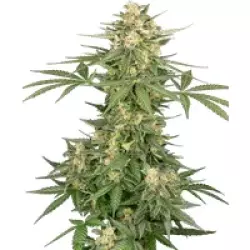 Space Tunnels Automatic Hanfsamen, 3 Samen