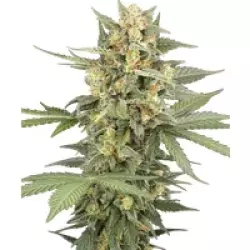 Head Knock Automatic Hanfsamen, 3 Samen