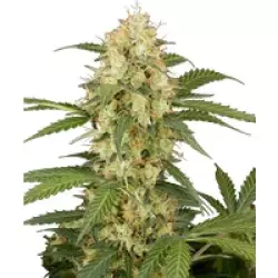 Candy Apples Automatic Hanfsamen, 3 Samen