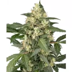 Copenhagen Sour Automatic Hanfsamen, 3 Samen