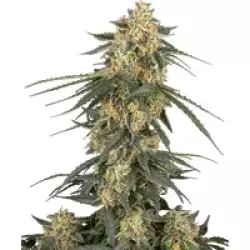 Tangerine Splash Automatic Hanfsamen, 3 Samen