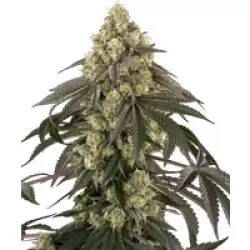 Loud Kush Feminisierte Hanfsamen, 3 Samen