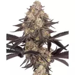 Black Cherry Reserve Feminisierte Hanfsamen, 3 Samen