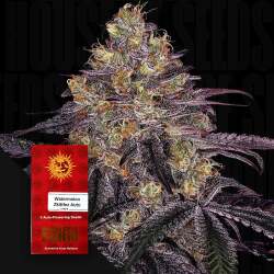 Watermelon Zkittlez Auto - Barney's Farm