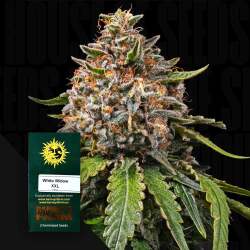 White Widow XXL Auto - Barney's Farm