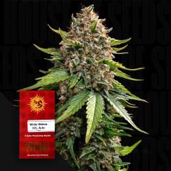 White Widow XXL - Barney's Farm
