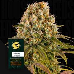 Strawberry Lemonade - Barney's Farm