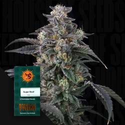 Super Boof - Barney's Farm