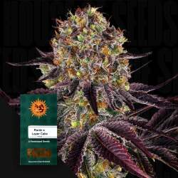 Runtz x Layer Cake - Barney's Farm