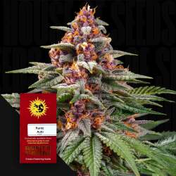 Runtz Auto - Barney's Farm