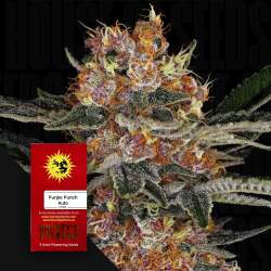 Purple Punch Auto - Barney's Farm