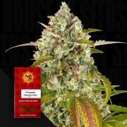 Pineapple Express Auto - Barney's Farm