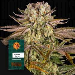 Pineapple Express - Barney's Farm