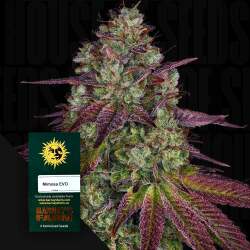 Mimosa EVO - Barney's Farm