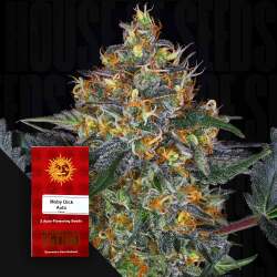 Moby Dick Auto - Barney's Farm