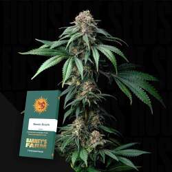 Mendo Breath - Barney's Farm