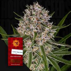 Lemon Haze Auto - Barney's Farm