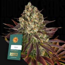 Biscotti - Barney's Farm